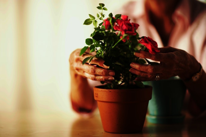 Qual a Diferença Entre o Vaso de Planta e o Vaso de Planta Decorativo?