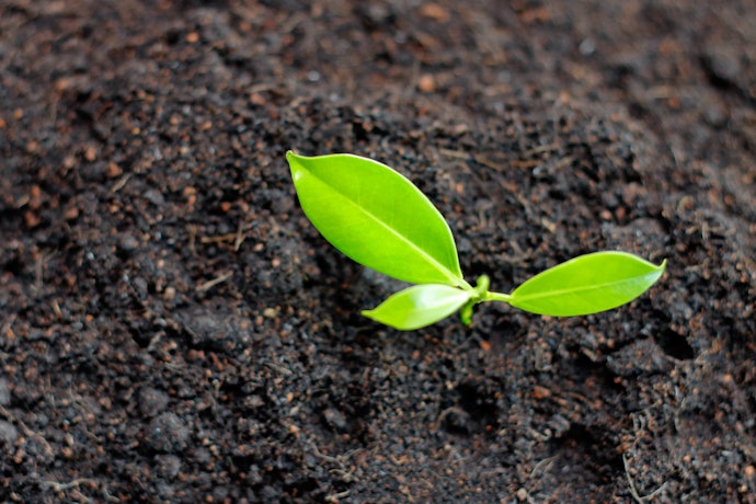 Terra Vegetal: Para que Serve?
