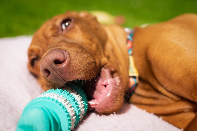 Brinquedos Limpam os Dentes do Cachorro?
