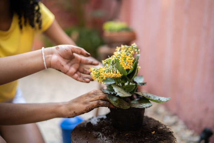 Os Micronutrientes do Adubo Também São Importantes para o Crescimento da Flor