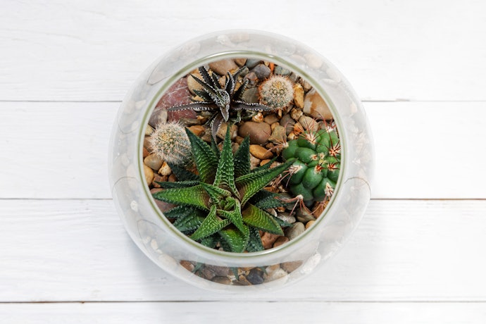 Para Plantar, Escolha o Material do Vaso para Suculentas Conforme o Ambiente