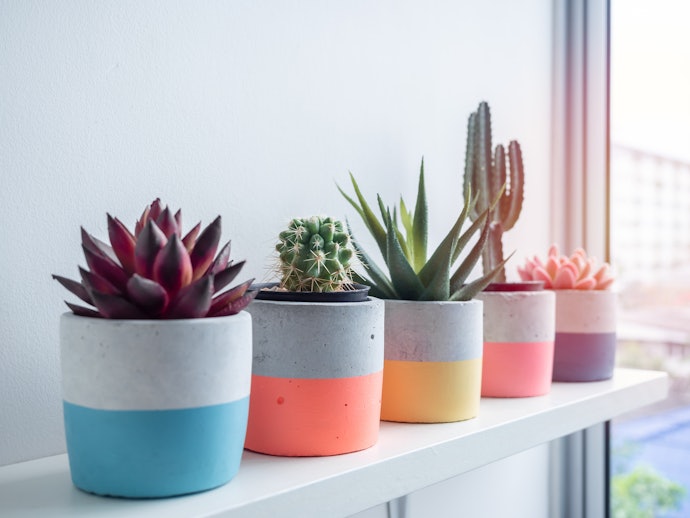 Vaso Decorativo ou Cachepot? Escolha Conforme a Funcionalidade