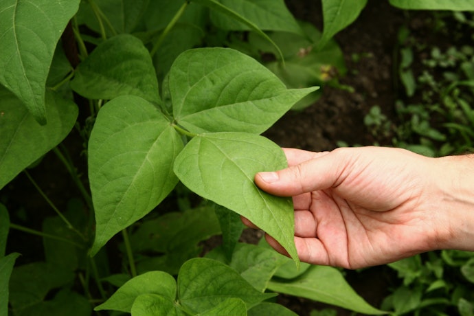 Feijões Orgânicos são Cultivados sem Fertilizantes Artificiais e sem Pesticidas