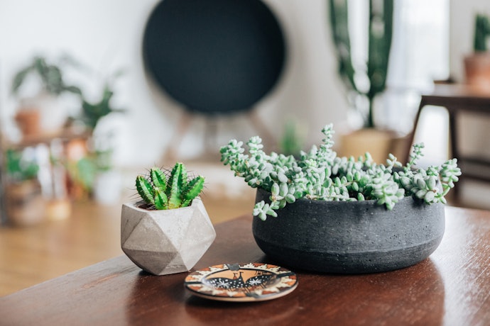 Se Quiser Decorar, Compre um Cachepô para Suculentas