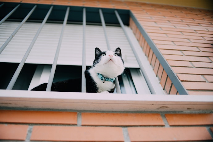 Coleiras com Folga de 2 a 5 cm Não Sairão do Pescoço e Deixarão Seu Gato Confortável