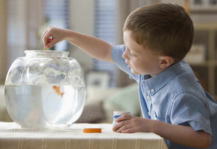 Confira a Quantidade de Ração para Peixe Betta Contida na Embalagem