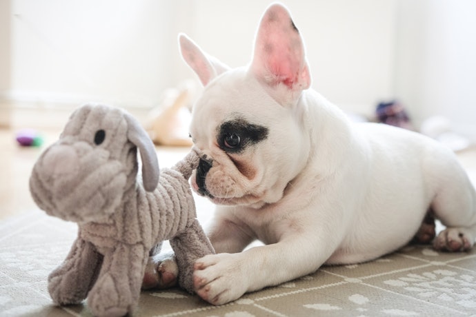 Escolha Brinquedos Próprios para o Porte do Cachorro Filhote