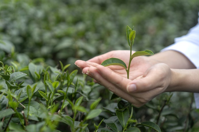 Prefira Chás de Boldo Orgânicos para Consumir Ervas Mais Naturais