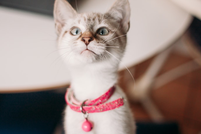 Deixe o Seu Gatinho Mais Estiloso com uma Coleira Estampada