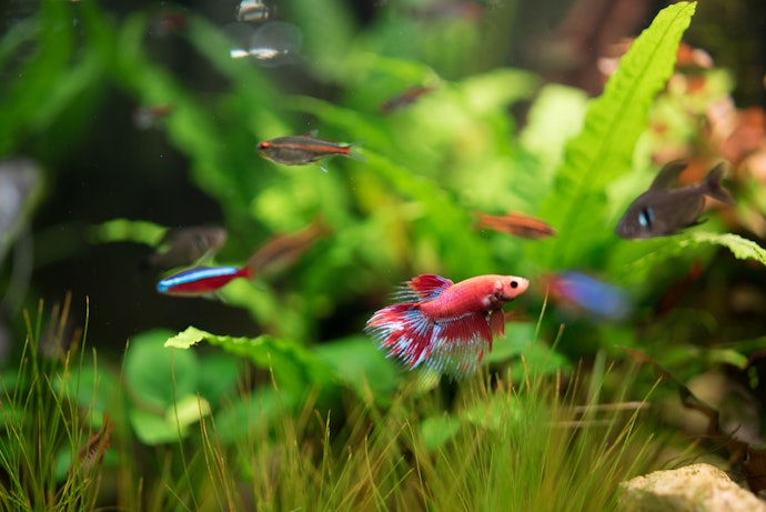 Algumas Rações para Betta São Indicadas Também para Outros Peixes