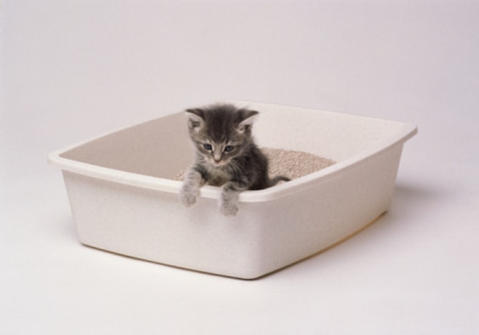 Caixa de Areia para Gatos: A Melhor Opção Aqui