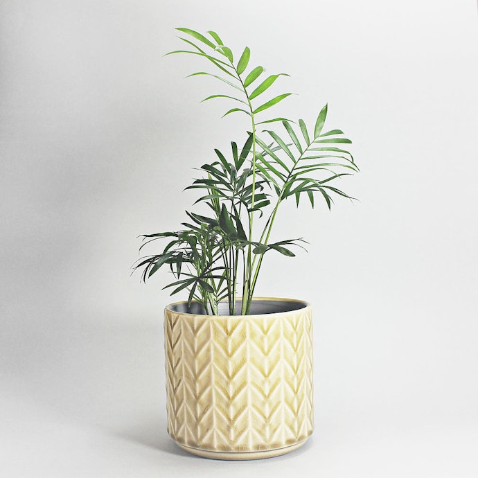 Cachepôs de Cerâmica: Sofisticados, Ideais para Ambientes Internos