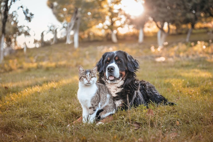 Ao Obter um Plano com a Dr Pet Você Ainda Terá Vantagens Exclusivas