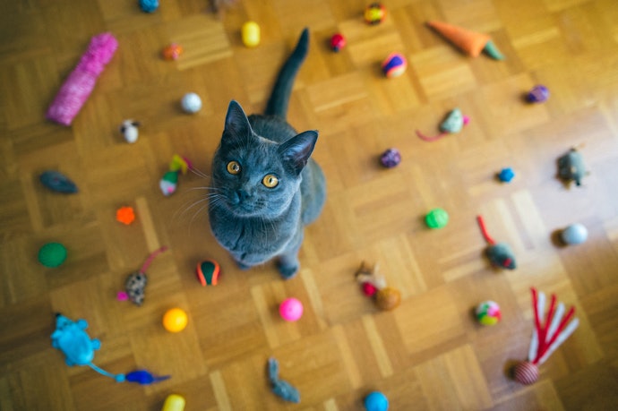 Como Brincar com Seu Gato  Jogos e Brinquedos Populares