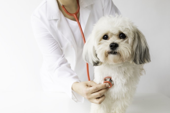 Como Funciona o Plano de Saúde Pet?