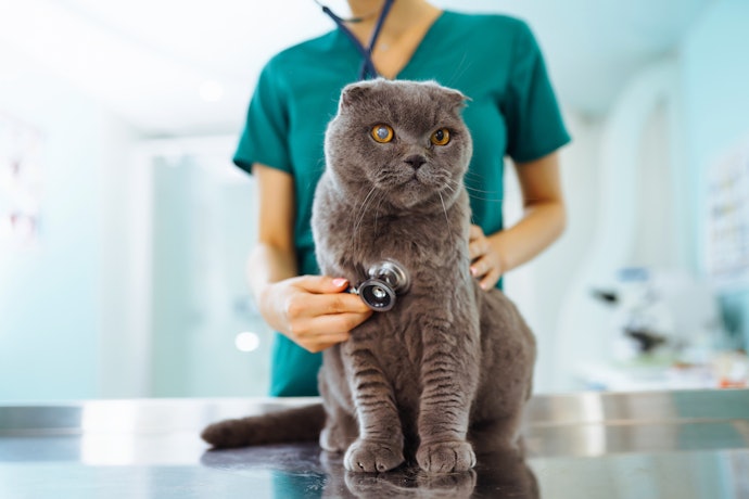 Como Surgiu o Plano de Saúde Pet?