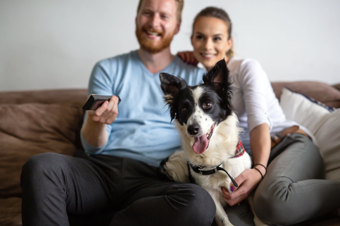 O Que É o Plano de Saúde Pet?