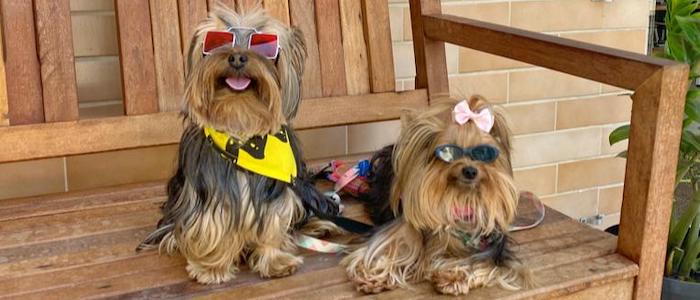 Restaurantes Pet Friendly Santos: 5 Opções para Levar os Dogs