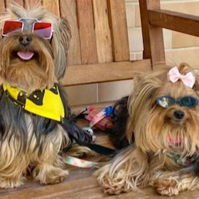 Restaurantes Pet Friendly Santos: 5 Opções para Levar os Dogs