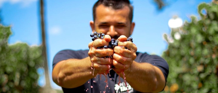 Vinho Brasileiro: 10 Rótulos para Conhecer o Vinho Nacional 