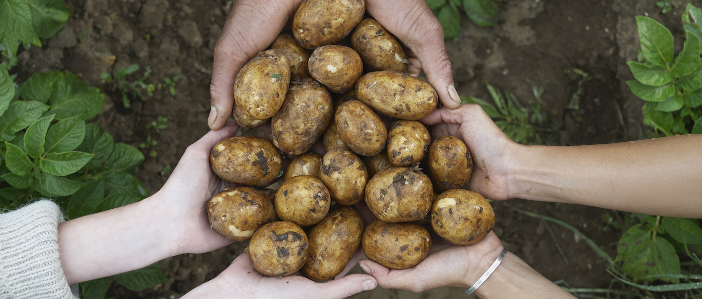 Comunidades que Sustentam a Agricultura (CSA): O que São e Como Participar?