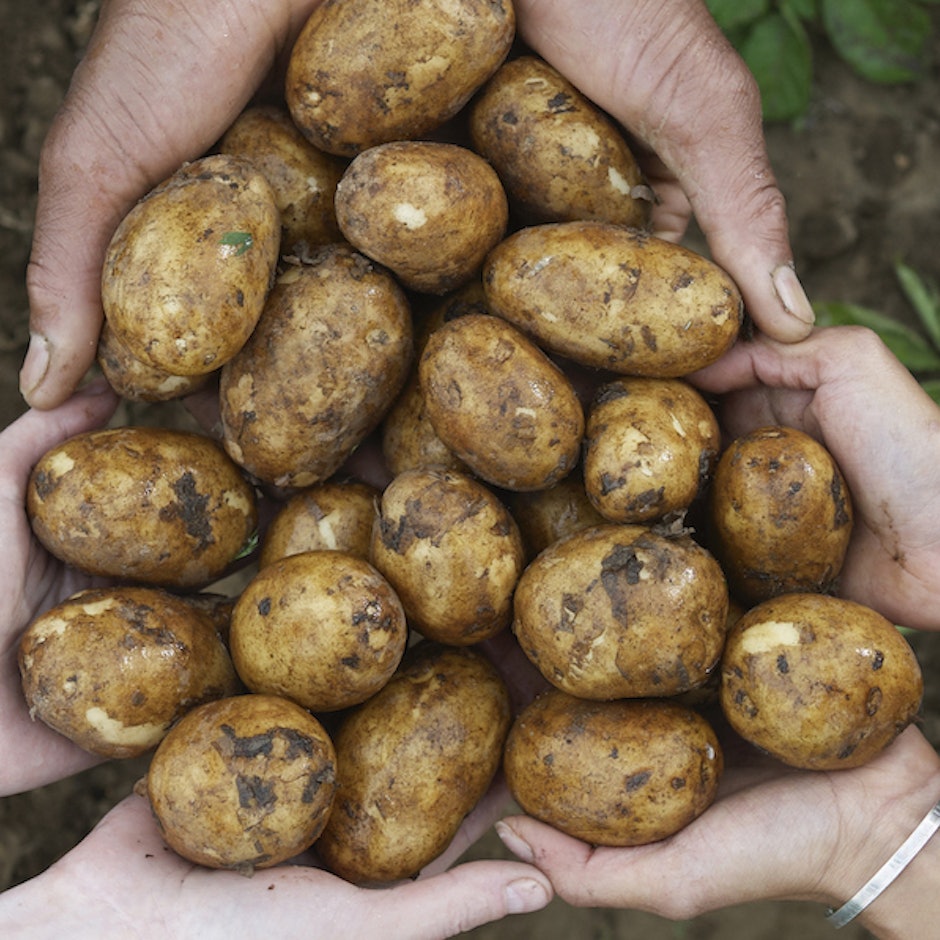 Comunidades que Sustentam a Agricultura (CSA): O que São e Como Participar?