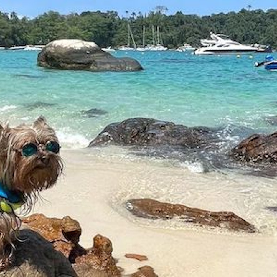 Ilha Grande com Cachorros: Veja 8 Dicas de Passeios, Hotéis e Restaurantes