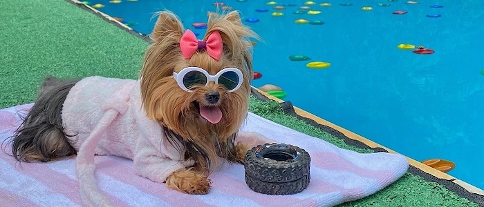 Hotéis e Pousadas Pet Friendly: 5 Opções com Lazer para Seu Cão