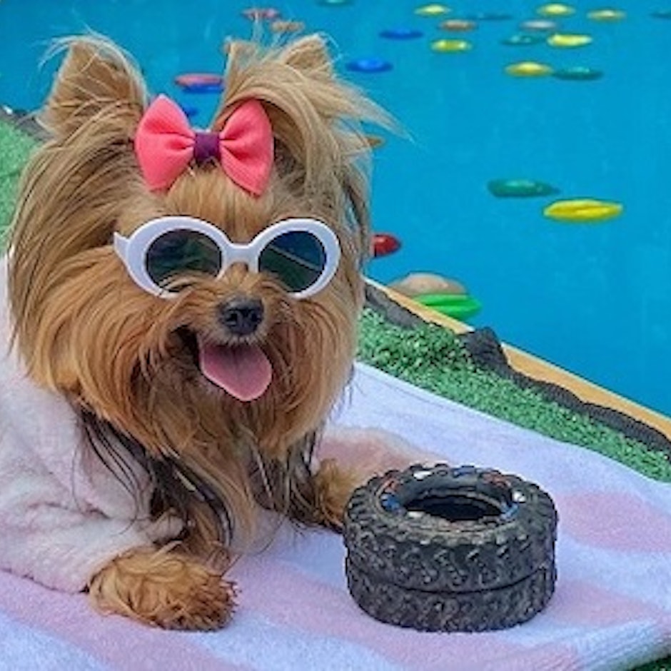 Hotéis e Pousadas Pet Friendly: 5 Opções com Lazer para Seu Cão