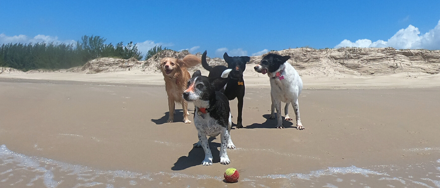 Ecoturismo Pet Friendly: 5 Destinos de Natureza para Conhecer com os Cães