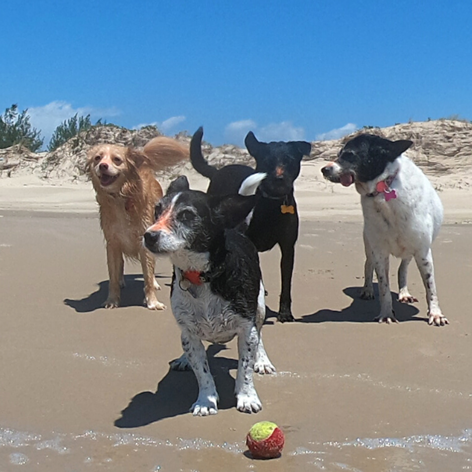 Ecoturismo Pet Friendly: 5 Destinos de Natureza para Conhecer com os Cães