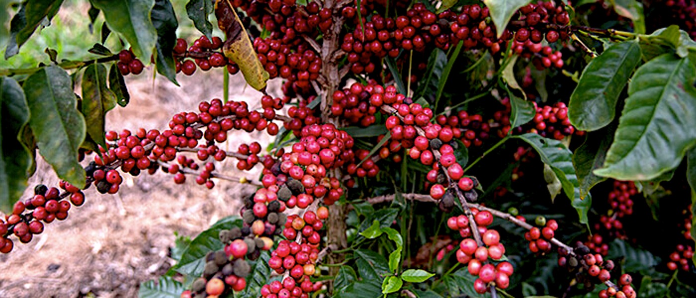 Conheça 8 Rótulos de Café Especial em Grãos para Saborear em Casa