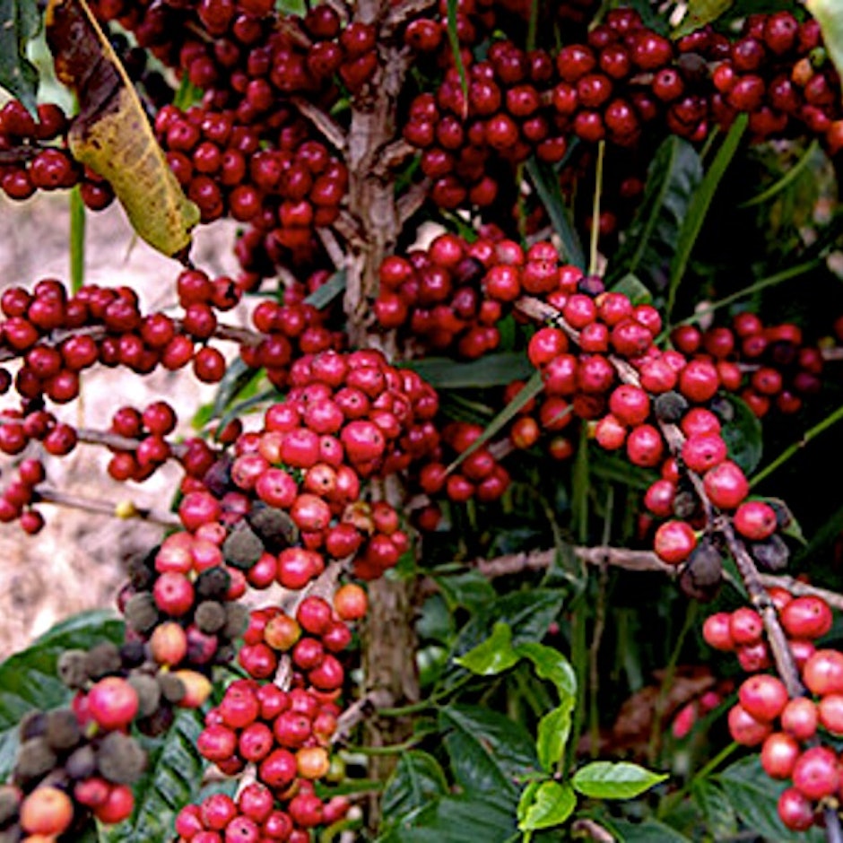 Conheça 8 Rótulos de Café Especial em Grãos para Saborear em Casa