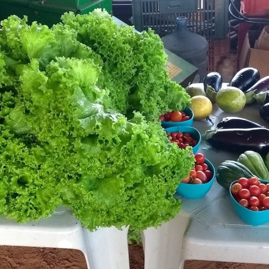 Feiras de Orgânicos em Brasília: 5 Endereços no Distrito Federal