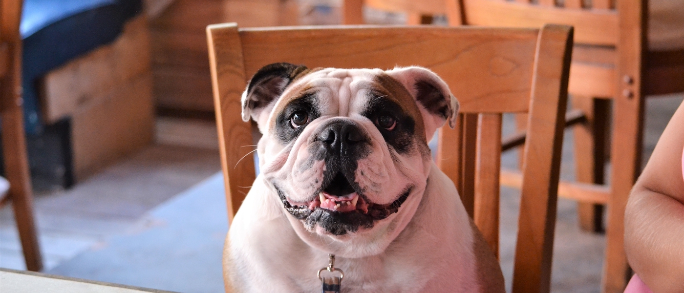 Restaurantes Pet Friendly Sorocaba: 5 Endereços para Ir com seu Cão