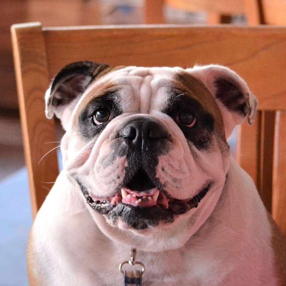 Restaurantes Pet Friendly Sorocaba: 5 Endereços para Ir com seu Cão