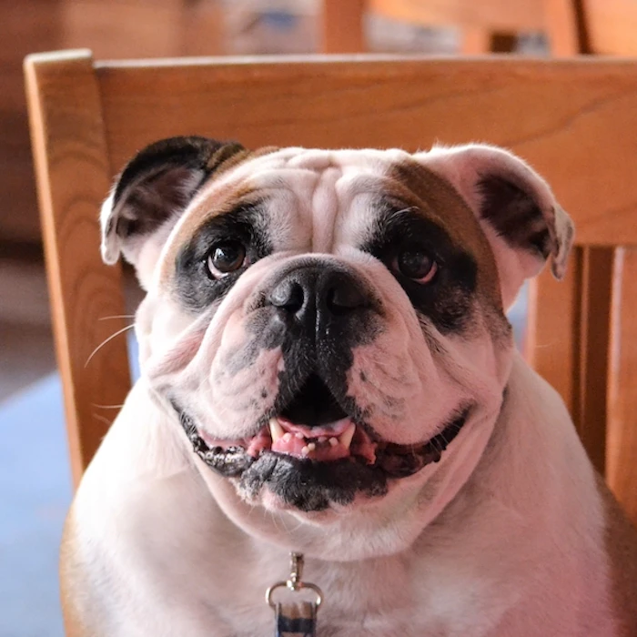 Restaurantes Pet Friendly Sorocaba: 5 Endereços para Ir com seu Cão