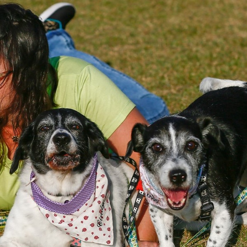 Presentes para Mães de Pet: 8 Ideias para o Dia das Mães ou Dia da Mulher