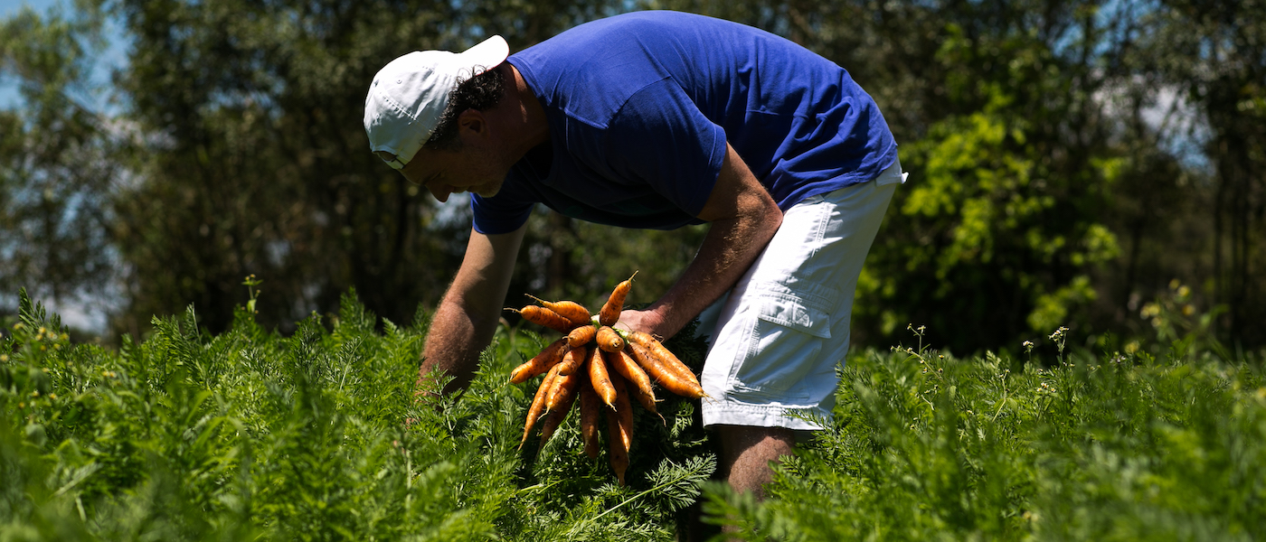 Selos de Produtos Orgânicos: 5 Dicas para Identificá-los e Entender as Certificações