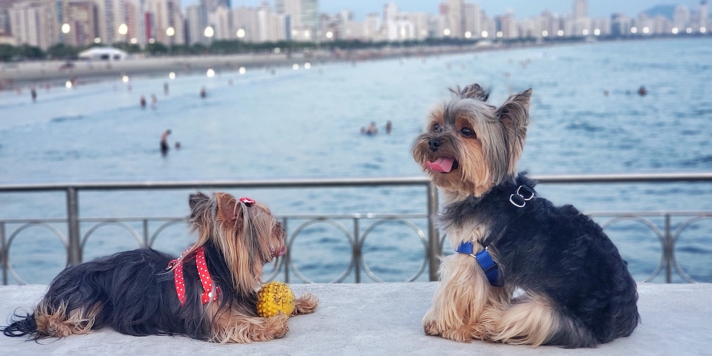 Destinos Pet Friendly: 5 Cidades em São Paulo para Visitar com Seu Cão