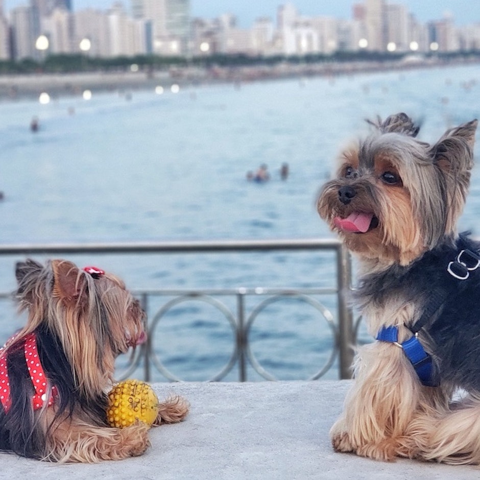 Destinos Pet Friendly: 5 Cidades em São Paulo para Visitar com Seu Cão