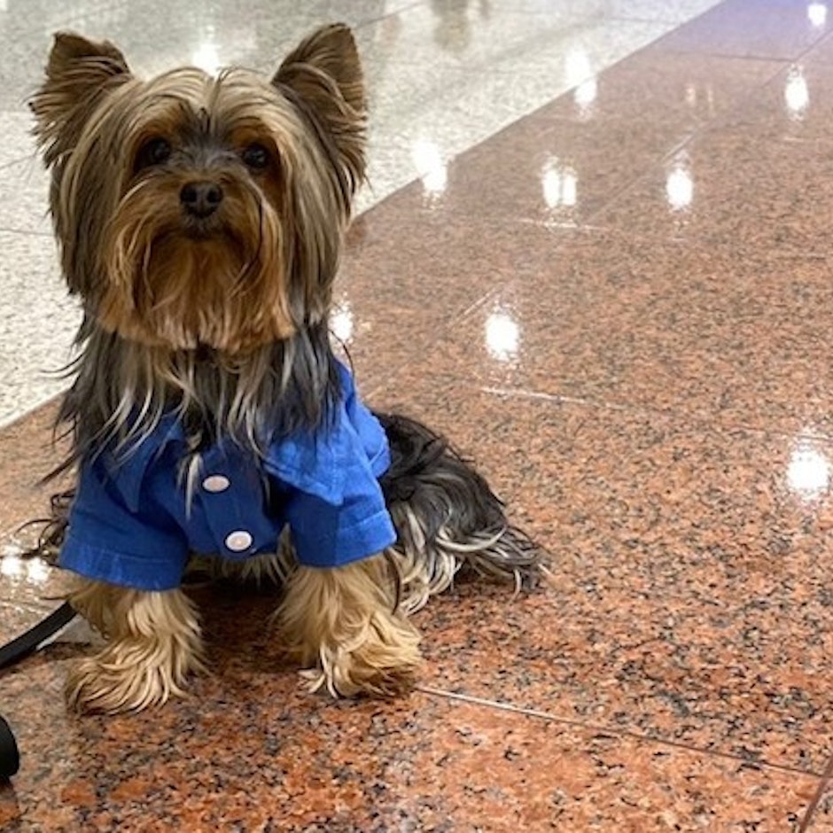 Shoppings Pet Friendly em São Paulo: 5 Opções para Passear com os Pets