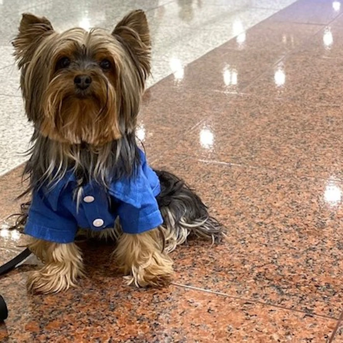 Shoppings Pet Friendly em São Paulo: 5 Opções para Passear com os Pets
