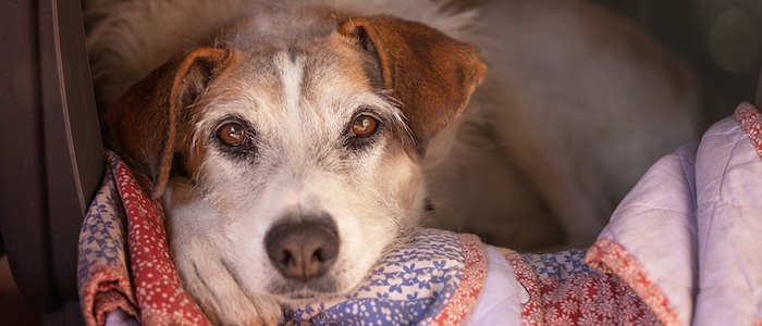 Ongs que Ajudam Animais em São Paulo: 7 Projetos para Conhecer e Apoiar
