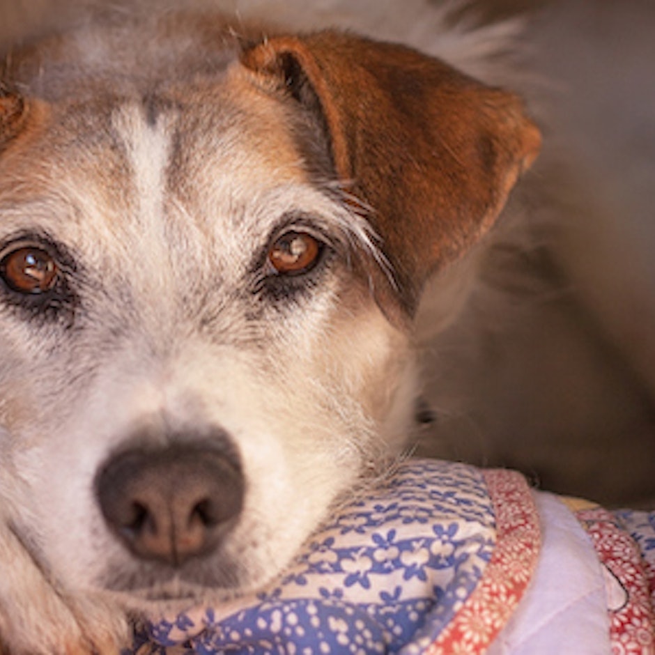 Ongs que Ajudam Animais em São Paulo: 7 Projetos para Conhecer e Apoiar
