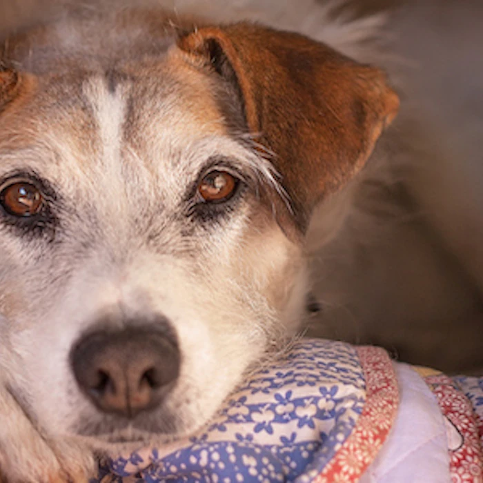 Ongs que Ajudam Animais em São Paulo: 7 Projetos para Conhecer e Apoiar