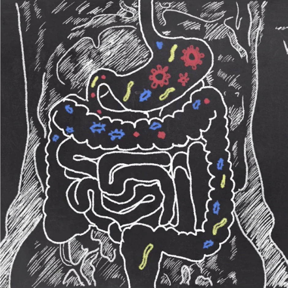 Andreia Torres Trate a Disbiose! Melhore seu Intestino, Melhore sua Saúde Translation missing: pt-BR.activerecord.decorators.item_part_image/alt