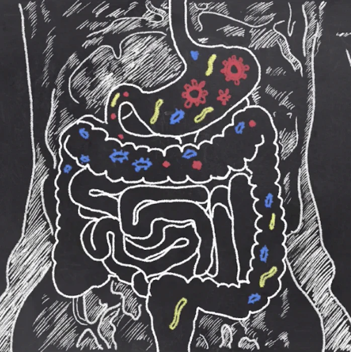 Andreia Torres Trate a Disbiose! Melhore seu Intestino, Melhore sua Saúde Translation missing: pt-BR.activerecord.decorators.item_part_image/alt