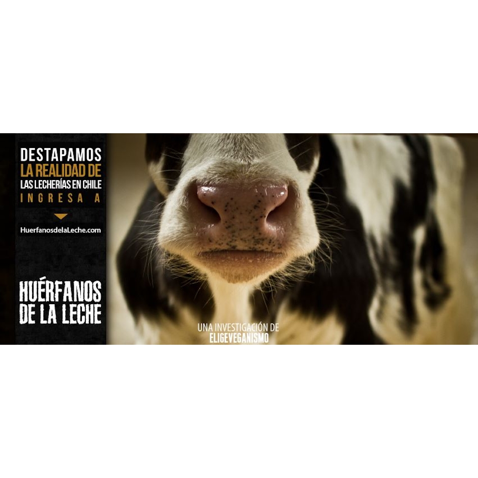 Ong Elige Veganismo Huérfanos de la Leche Translation missing: pt-BR.activerecord.decorators.item_part_image/alt