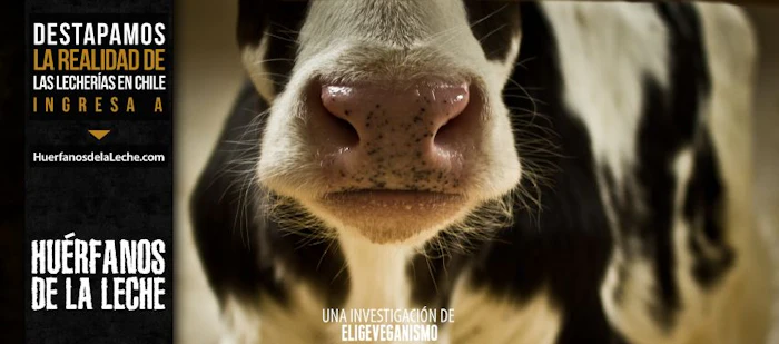 Ong Elige Veganismo Huérfanos de la Leche Translation missing: pt-BR.activerecord.decorators.item_part_image/alt